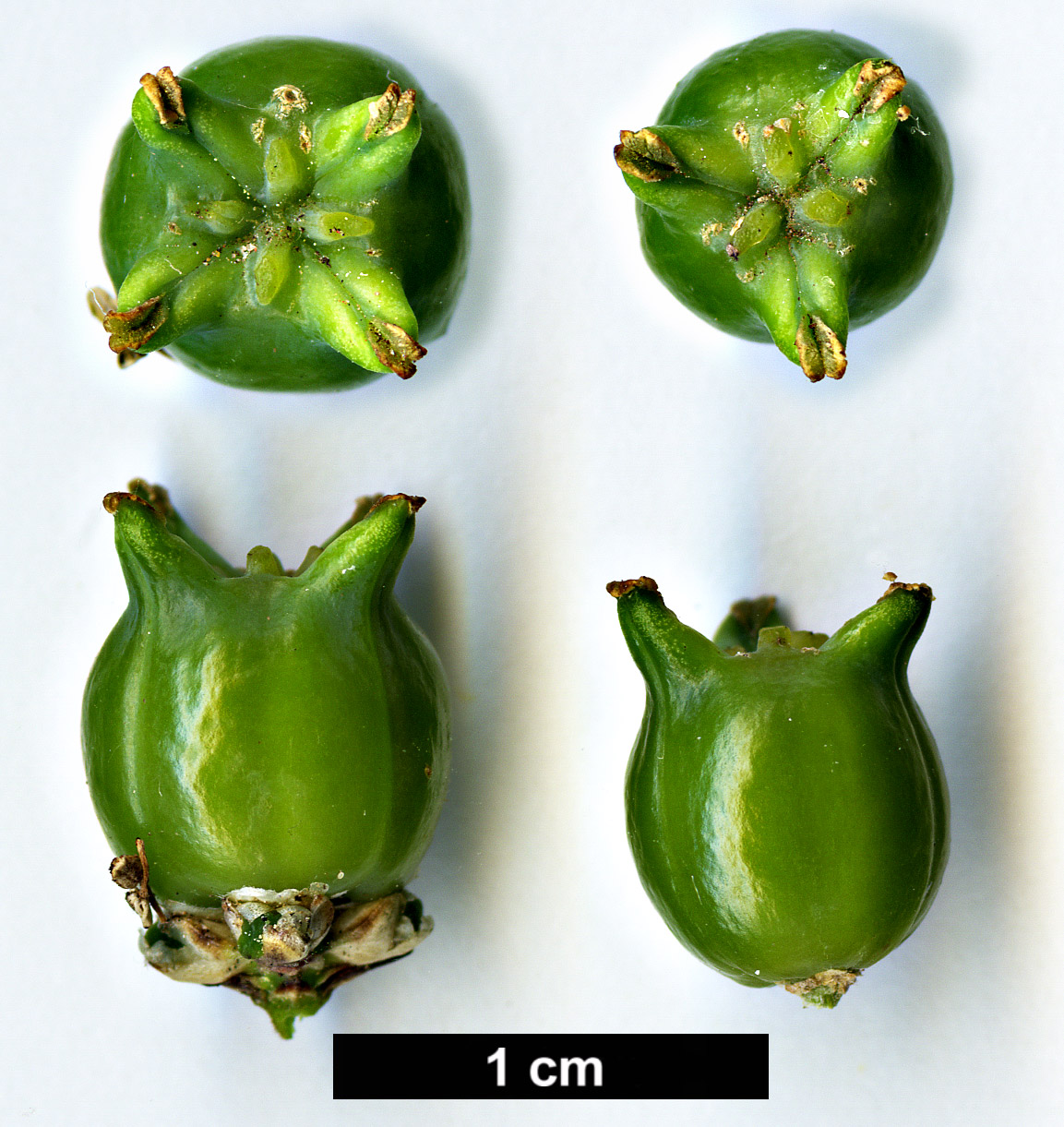 High resolution image: Family: Buxaceae - Genus: Buxus - Taxon: microphylla - SpeciesSub: var. riparia